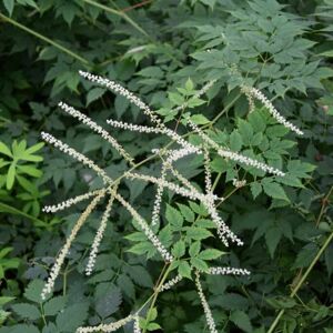 Aruncus 'Horatio' ---